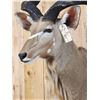 Image 4 : African Kudu Shoulder Mount Taxidermy
