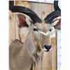 Image 5 : African Kudu Shoulder Mount Taxidermy