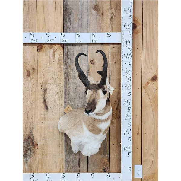 Pronghorn Antelope Shoulder Mount Taxidermy