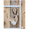 Image 1 : Pronghorn Antelope Shoulder Mount Taxidermy