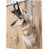 Image 2 : Pronghorn Antelope Shoulder Mount Taxidermy