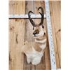 Image 3 : Pronghorn Antelope Shoulder Mount Taxidermy