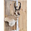 Image 4 : Pronghorn Antelope Shoulder Mount Taxidermy