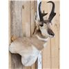 Image 5 : Pronghorn Antelope Shoulder Mount Taxidermy