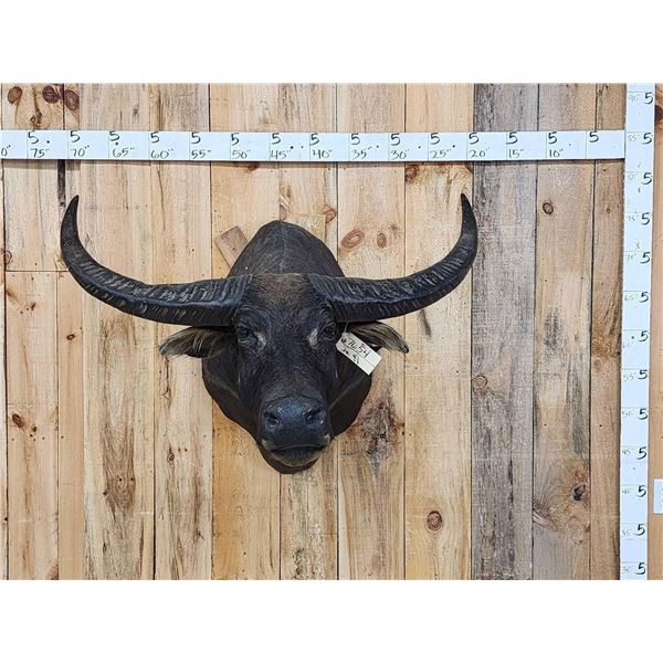 Water Buffalo Shoulder Mount Taxidermy