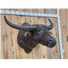 Image 2 : Water Buffalo Shoulder Mount Taxidermy