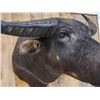 Image 3 : Water Buffalo Shoulder Mount Taxidermy