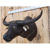 Image 4 : Water Buffalo Shoulder Mount Taxidermy