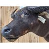 Image 5 : Water Buffalo Shoulder Mount Taxidermy