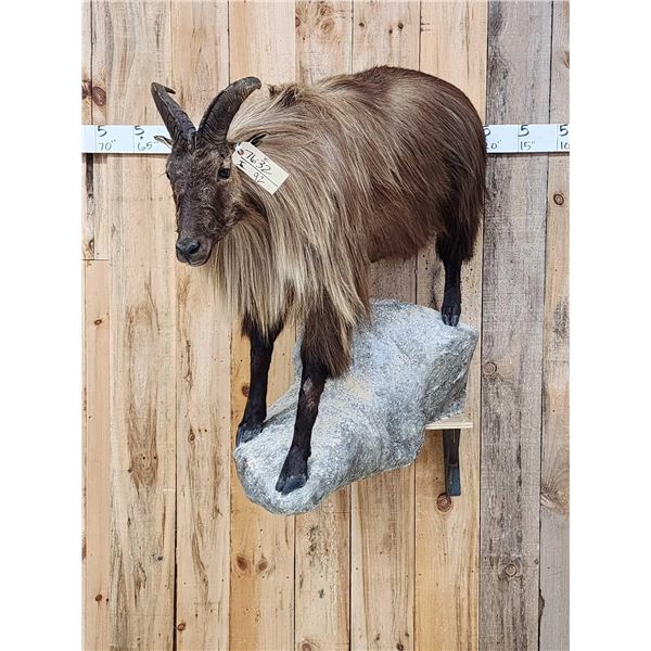 Tahr Full Body Taxidermy Mount