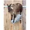 Image 1 : Tahr Full Body Taxidermy Mount
