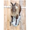 Image 4 : Tahr Full Body Taxidermy Mount