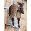 Image 5 : Tahr Full Body Taxidermy Mount