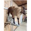 Image 6 : Tahr Full Body Taxidermy Mount