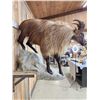 Image 7 : Tahr Full Body Taxidermy Mount