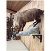 Image 8 : Tahr Full Body Taxidermy Mount