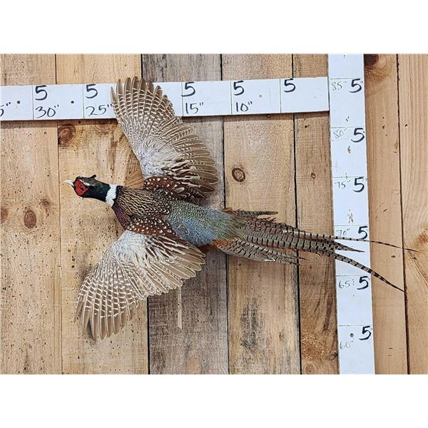Ringneck Pheasant In Flight Bird Taxidermy