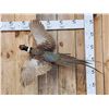 Image 1 : Ringneck Pheasant In Flight Bird Taxidermy