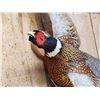 Image 3 : Ringneck Pheasant In Flight Bird Taxidermy