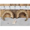 Image 1 : Pair Of Alaskan Dall Sheep Horns Taxidermy