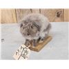 Image 2 : Harlequin Bunny Rabbit Full Body Taxidermy Mount