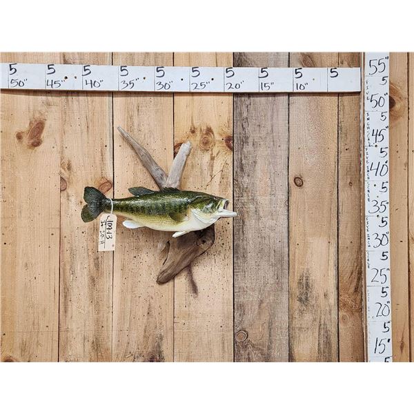 21" Largemouth Bass Real Skin Fish Taxidermy