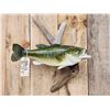 Image 2 : 21" Largemouth Bass Real Skin Fish Taxidermy