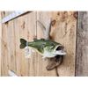 Image 3 : 21" Largemouth Bass Real Skin Fish Taxidermy