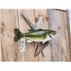 Image 4 : 21" Largemouth Bass Real Skin Fish Taxidermy