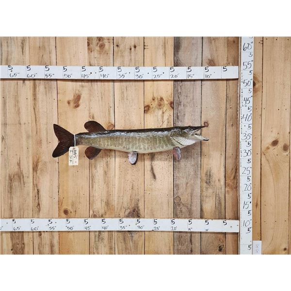 40" Muskie Real Skin Fish Taxidermy