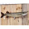 Image 2 : 40" Muskie Real Skin Fish Taxidermy