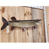 Image 3 : 40" Muskie Real Skin Fish Taxidermy