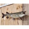 Image 4 : 40" Muskie Real Skin Fish Taxidermy