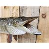 Image 5 : 40" Muskie Real Skin Fish Taxidermy