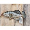 Image 1 : 17" Crappie Real Skin Fish Taxidermy