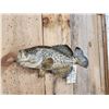 Image 2 : 17" Crappie Real Skin Fish Taxidermy