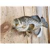 Image 4 : 17" Crappie Real Skin Fish Taxidermy