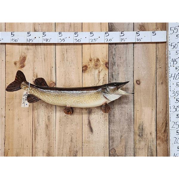 39" Northern Pike Real Skin Fish Taxidermy