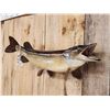 Image 3 : 39" Northern Pike Real Skin Fish Taxidermy