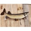 Image 4 : 39" Northern Pike Real Skin Fish Taxidermy