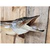 Image 5 : 39" Northern Pike Real Skin Fish Taxidermy