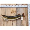 Image 1 : 35" Muskie Real Skin Fish Taxidermy