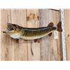 Image 2 : 35" Muskie Real Skin Fish Taxidermy