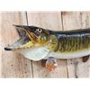 Image 4 : 35" Muskie Real Skin Fish Taxidermy