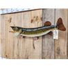 Image 5 : 35" Muskie Real Skin Fish Taxidermy