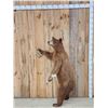Image 1 : Cinnamon Phase Black Bear Full Body Taxidermy Mount