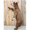 Image 2 : Cinnamon Phase Black Bear Full Body Taxidermy Mount