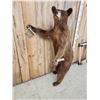 Image 3 : Cinnamon Phase Black Bear Full Body Taxidermy Mount