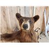 Image 4 : Cinnamon Phase Black Bear Full Body Taxidermy Mount