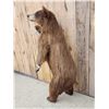 Image 5 : Cinnamon Phase Black Bear Full Body Taxidermy Mount